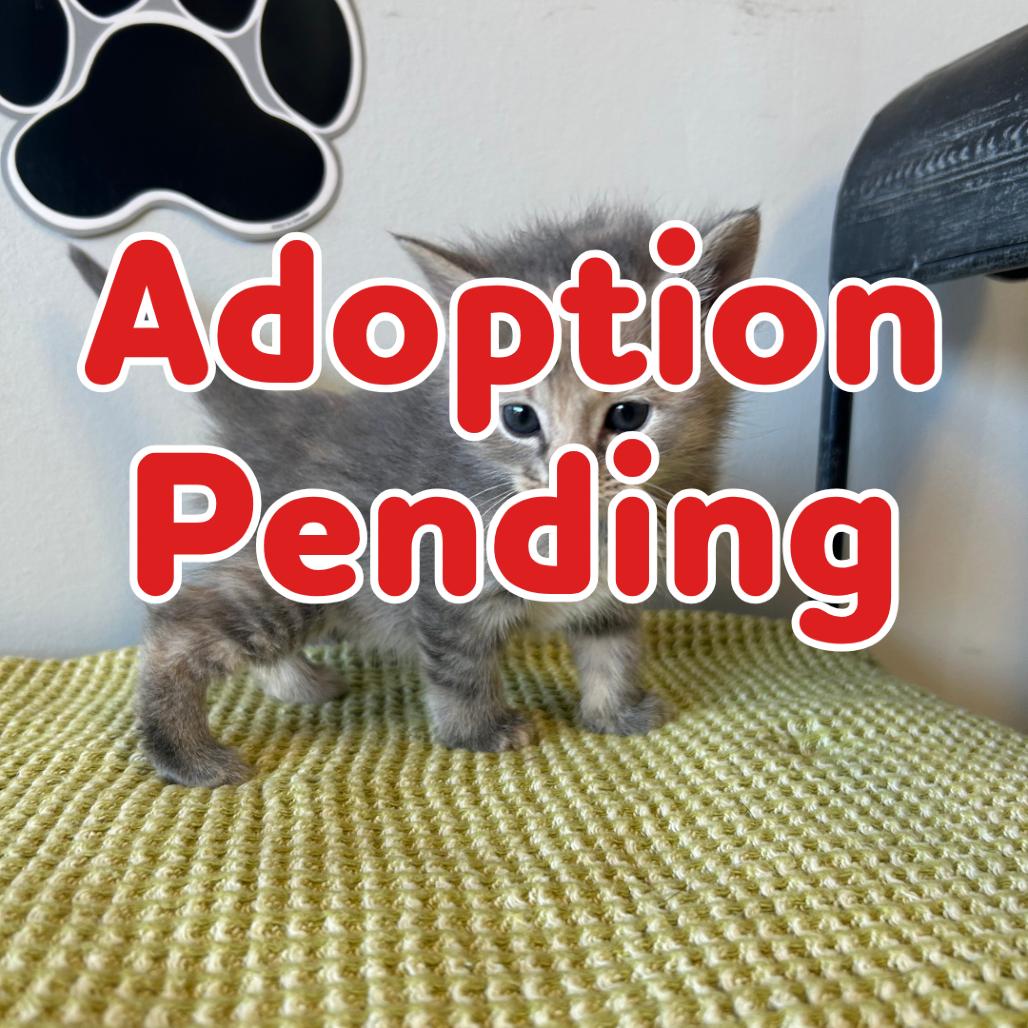 Enlarge Camellia 26-018, a Adoptable Domestic Short Hair in Little Rock, AR image 1/1