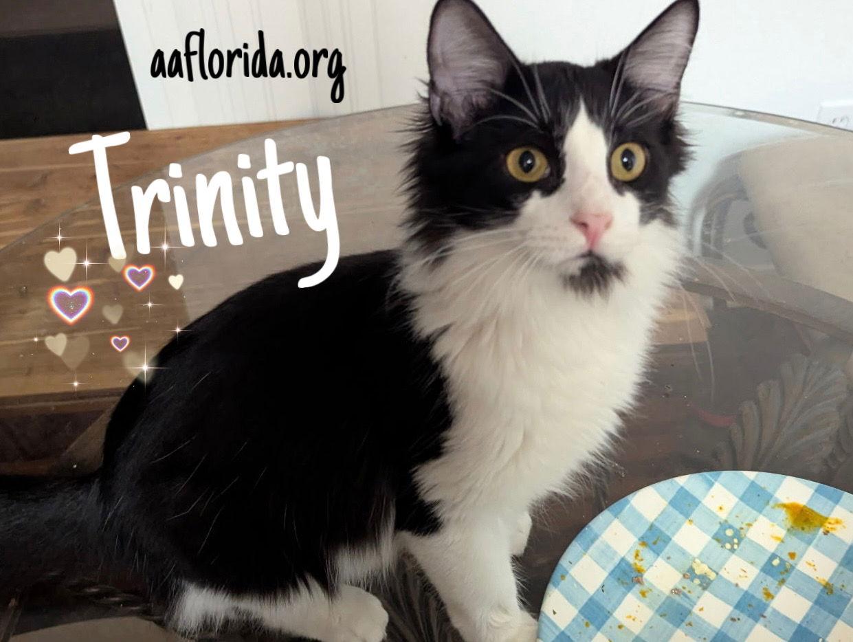 Trinity, Adopted, Young Male Domestic Medium Hair.