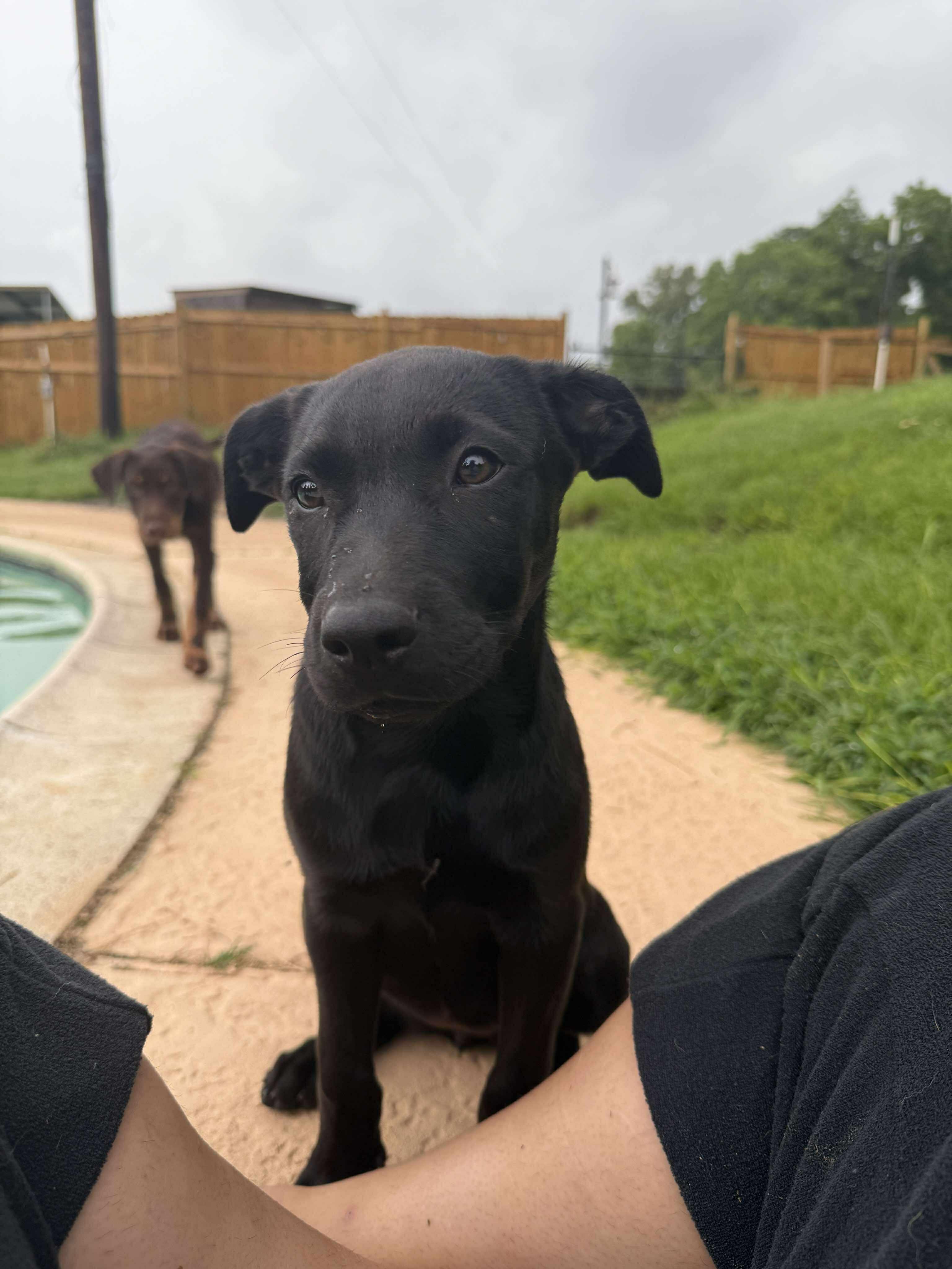 Raven, an adoptable Labrador Retriever in Bozeman, MT, 59715 | Photo Image 5