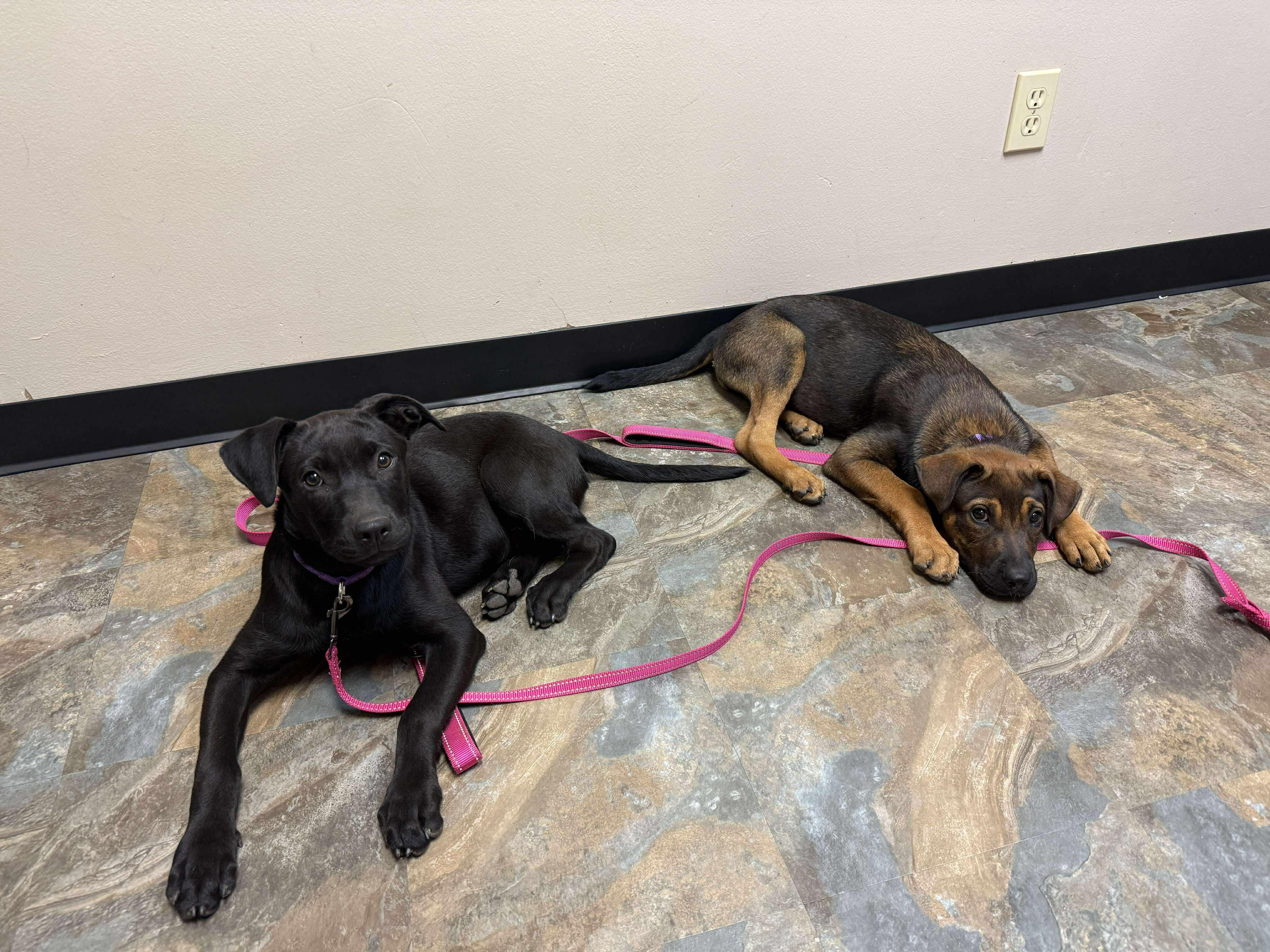 Raven, an adoptable Labrador Retriever in Bozeman, MT, 59715 | Photo Image 3