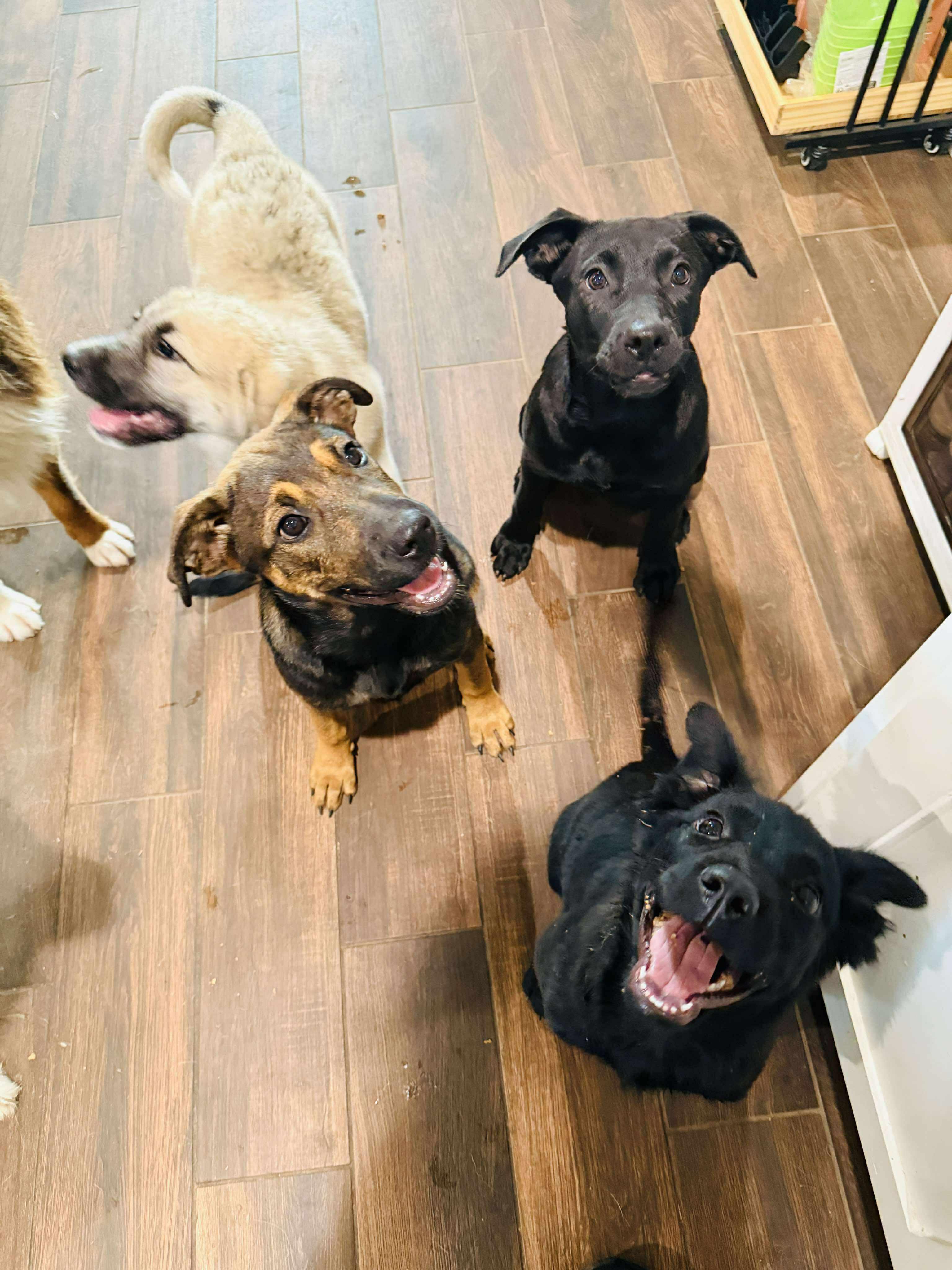 Raven, an adoptable Labrador Retriever in Bozeman, MT, 59715 | Photo Image 6