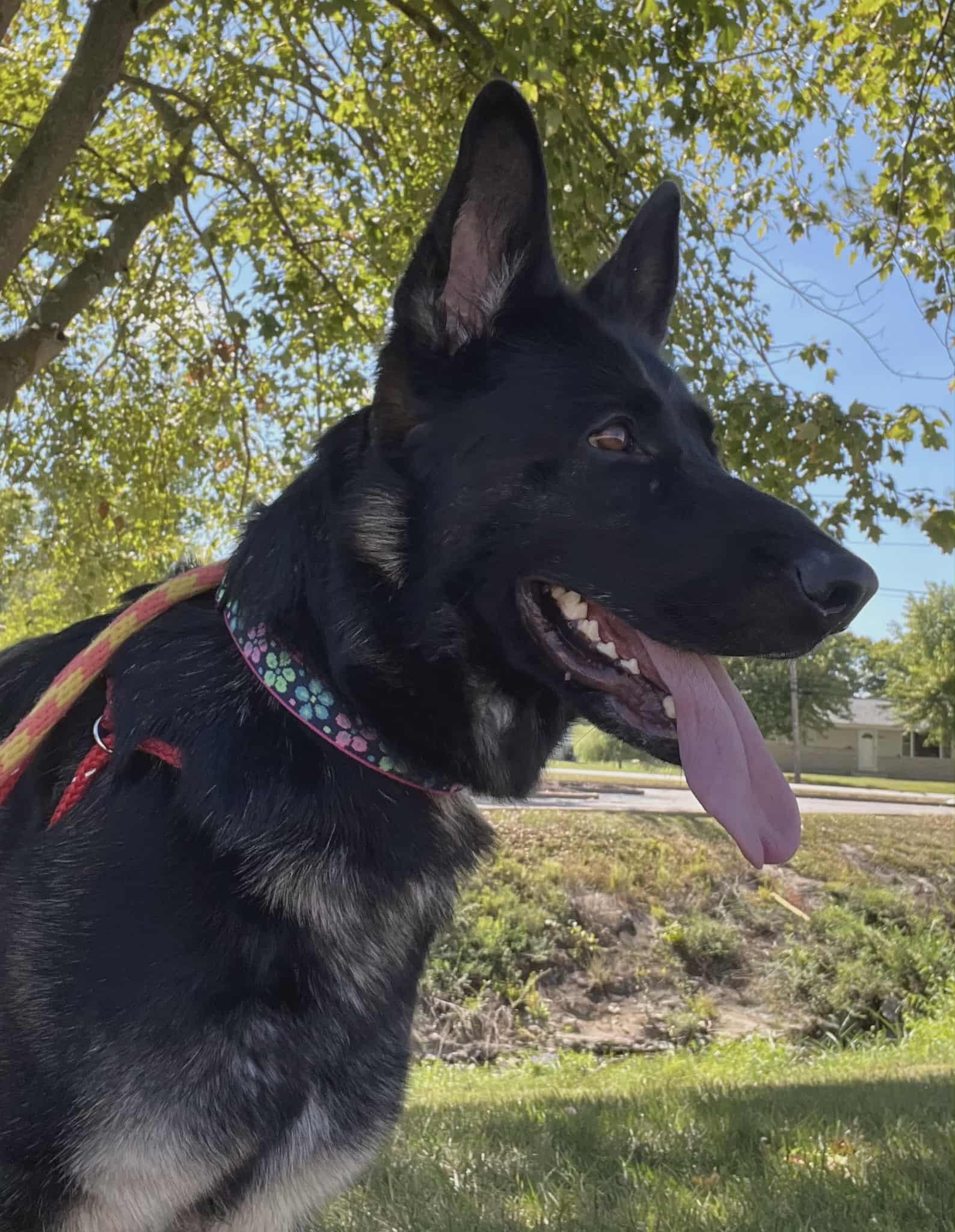 Sheba