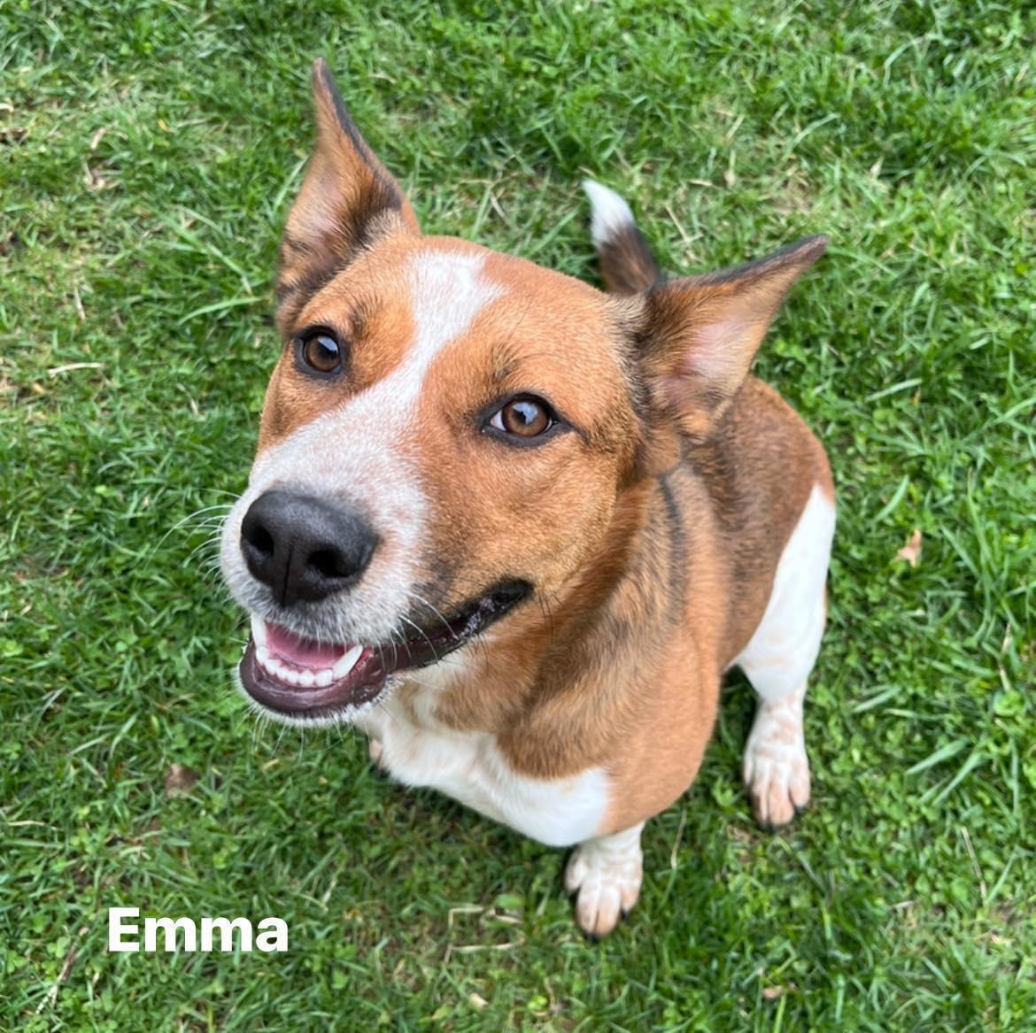 Emma, ADOPTABLE, Young Female Australian Cattle Dog / Blue Heeler.