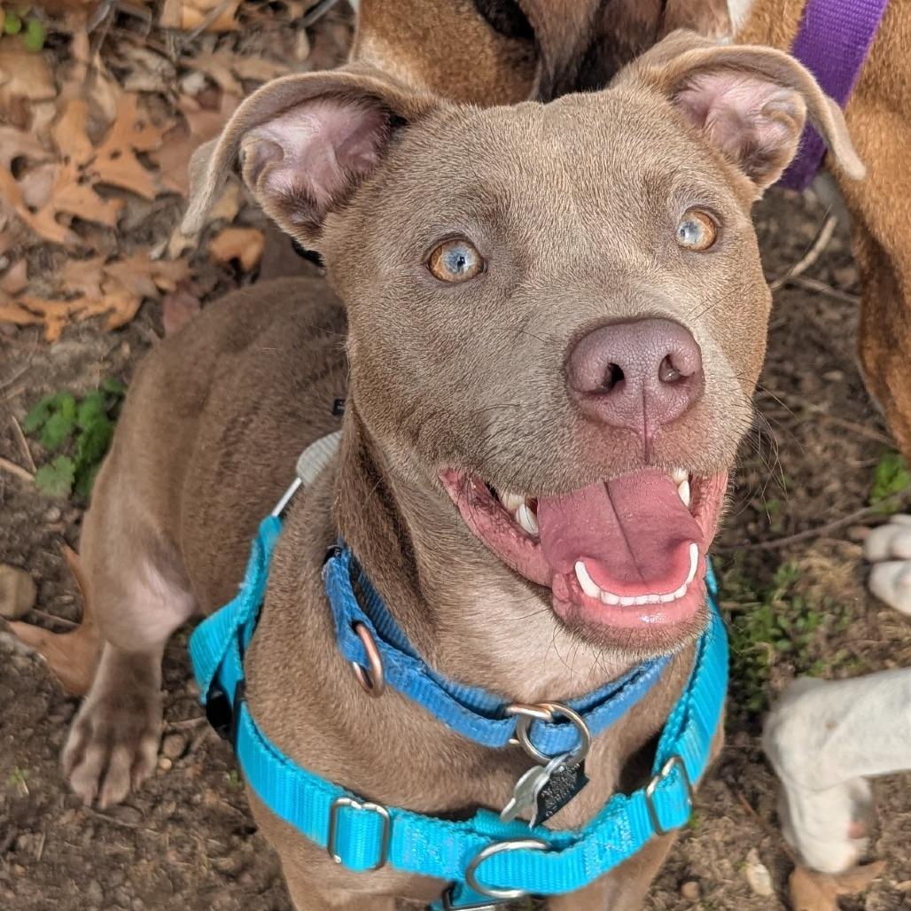 Dorito, ADOPTABLE, Young Female Mixed Breed.