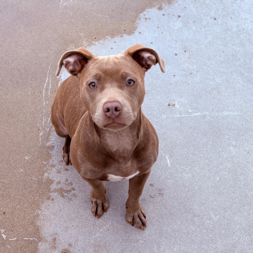 Enlarge Dorito, a ADOPTABLE Mixed Breed in Fenton, MI image 2/2