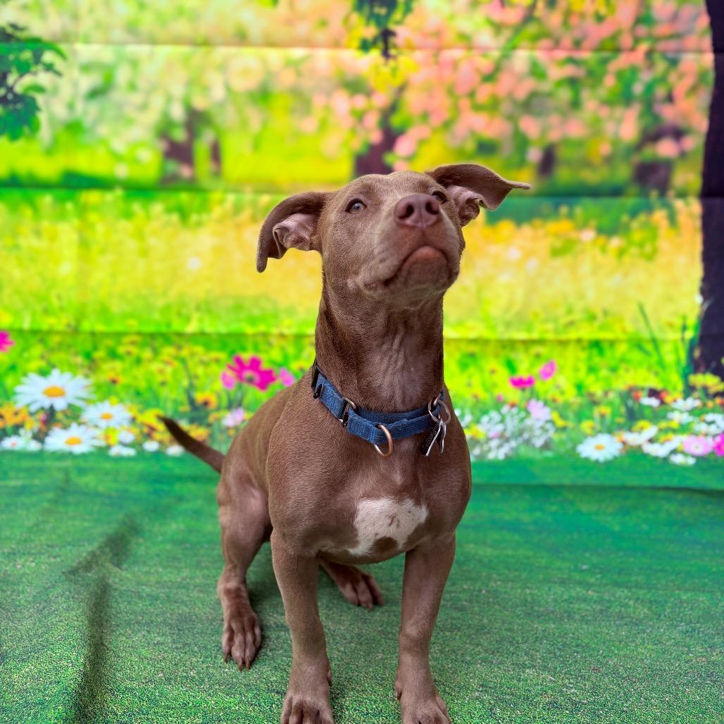 Enlarge Dorito, an adoptable Mixed Breed in Fenton, MI image 2/4