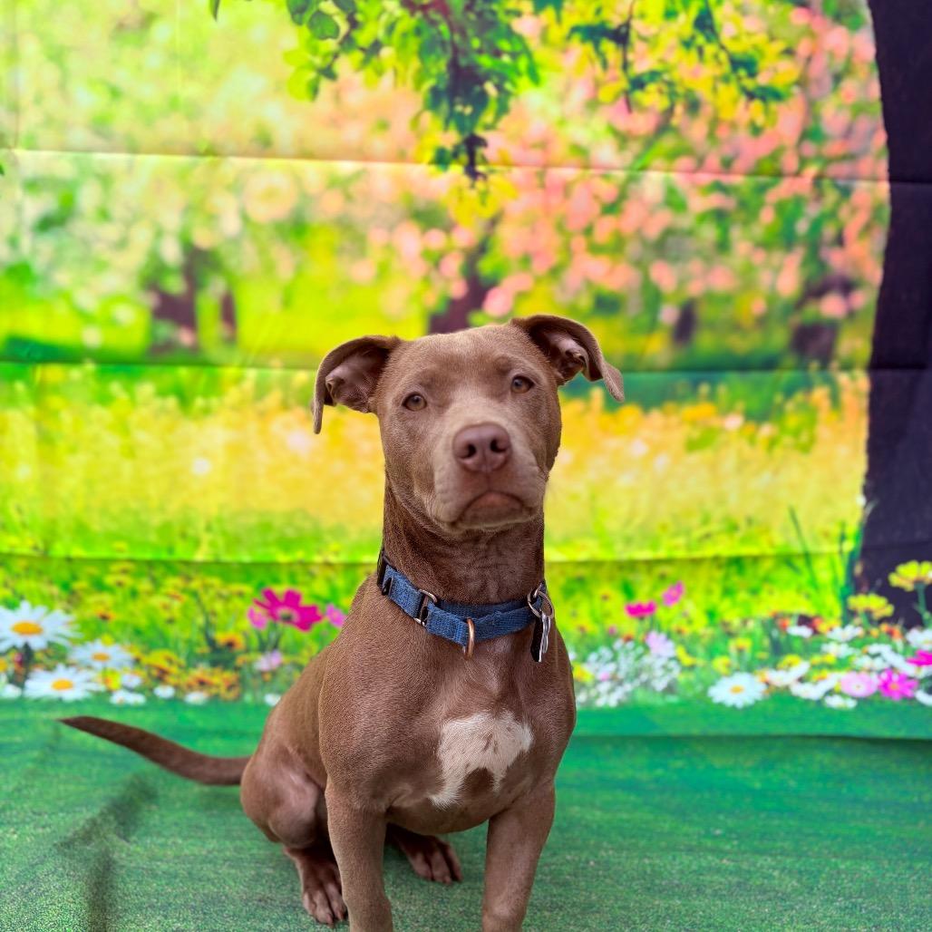 Enlarge Dorito, an adoptable Mixed Breed in Fenton, MI image 4/4