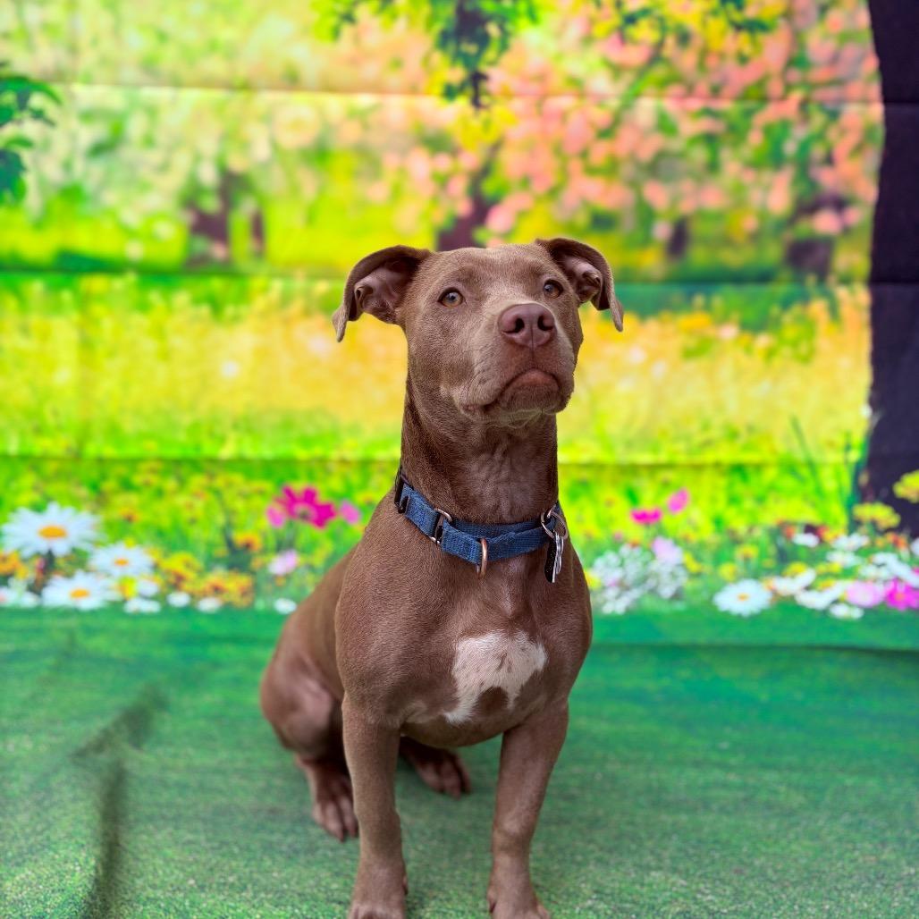 Dorito, adoptable, Young Female Mixed Breed.