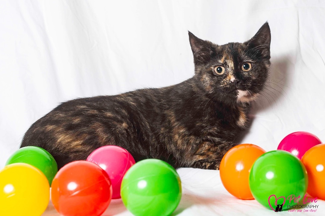 Gigi, Adopted, Young Female Tortoiseshell.