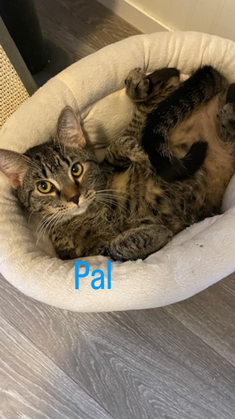 CP - NC Pal Jake, Young Male Domestic Short Hair