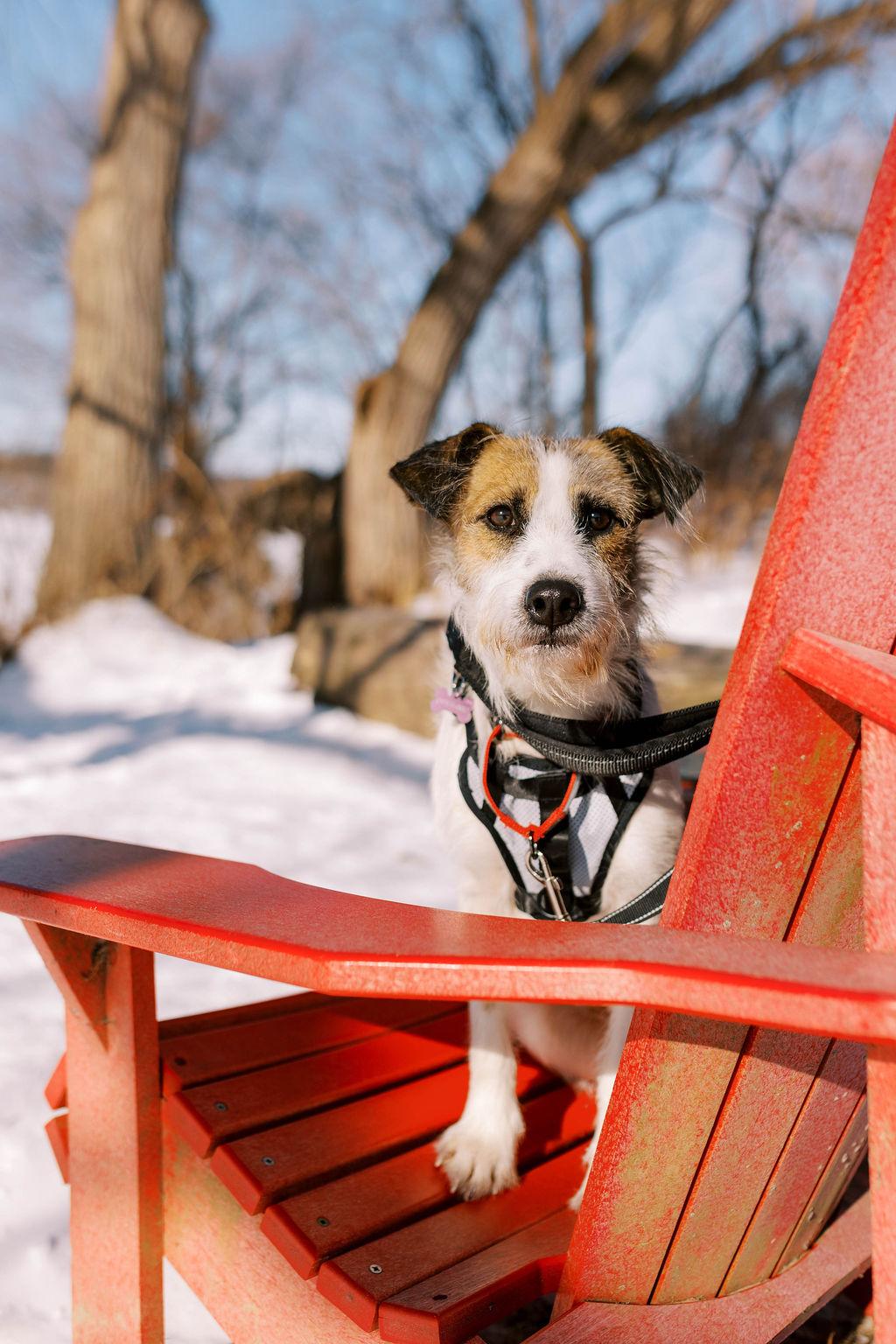 Patches, a ADOPTABLE mixed breed in Mississauga, ON image 3/6