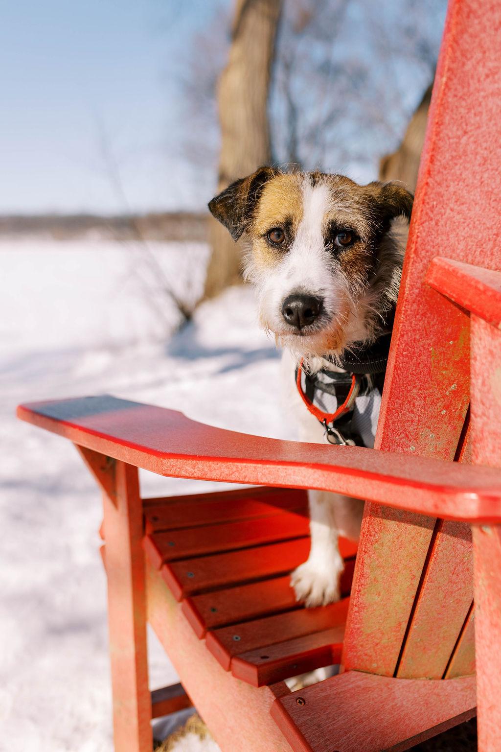Patches, a ADOPTABLE mixed breed in Mississauga, ON image 5/6