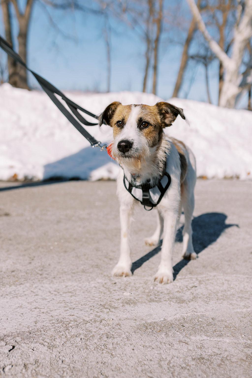 Patches, a ADOPTABLE mixed breed in Mississauga, ON image 6/6