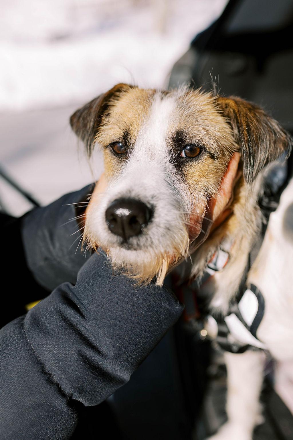 Patches - Adoption Pending, ADOPTABLE, Adult Female Terrier.