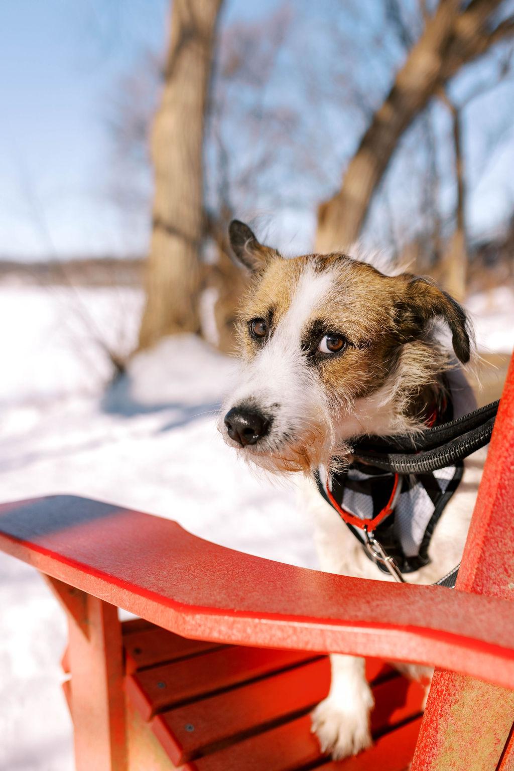 Patches, a ADOPTABLE mixed breed in Mississauga, ON image 2/6