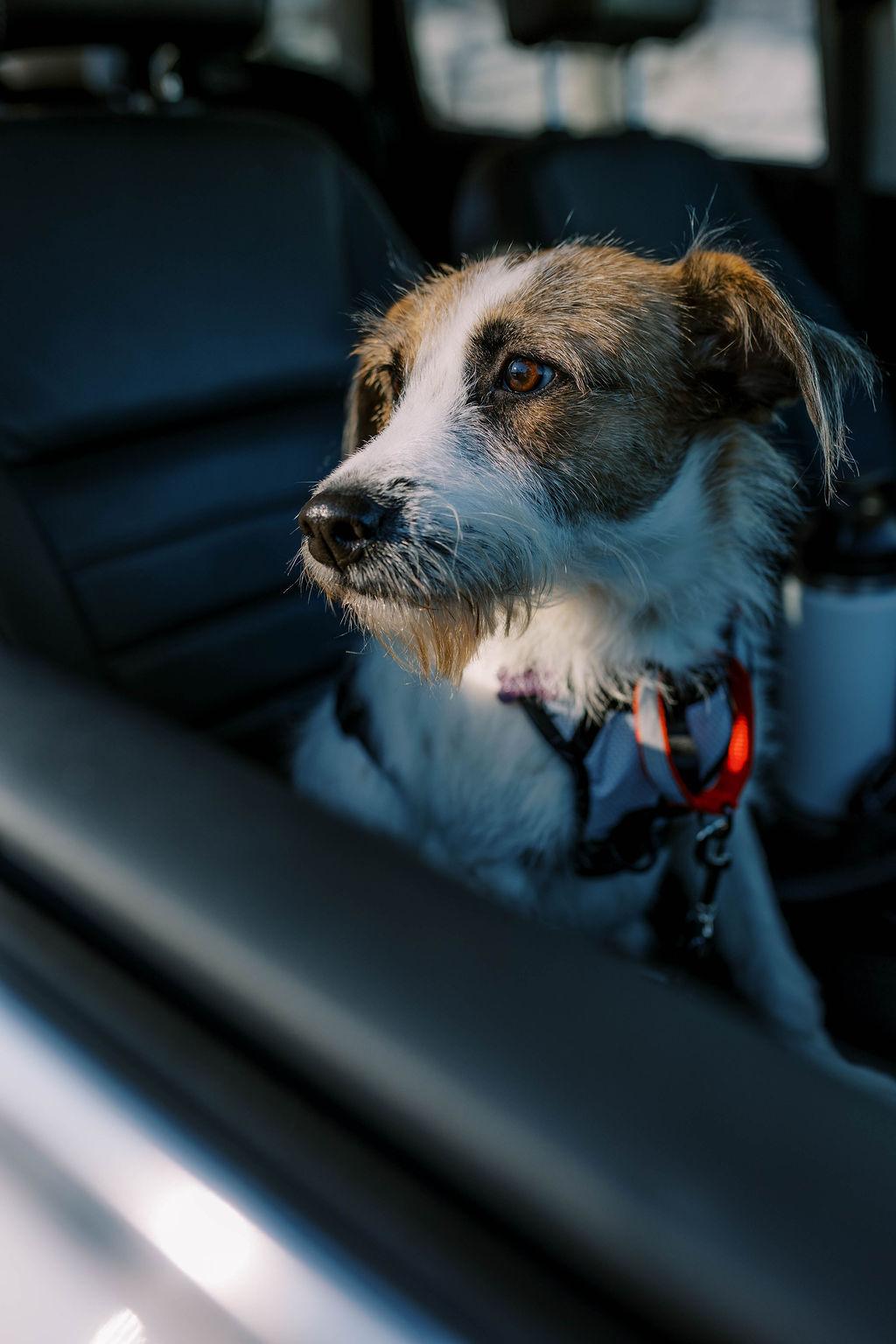 Patches, a ADOPTABLE mixed breed in Mississauga, ON image 4/6