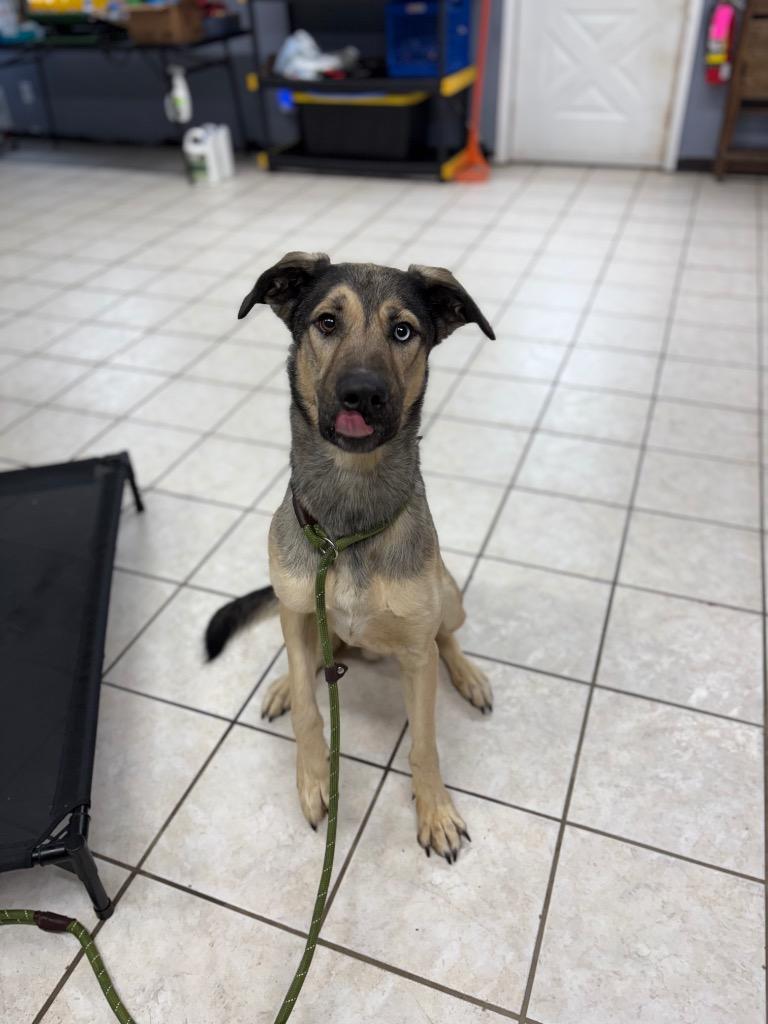 Delta, Adoptable, Adult Male German Shepherd Dog & Husky.