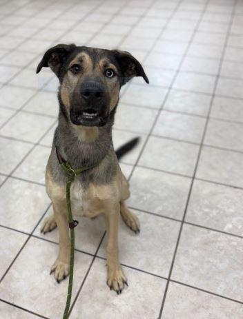 Enlarge Delta, a Adoptable mixed breed in Waverly, NY image 2/6