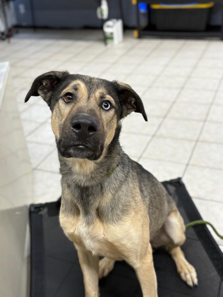 Enlarge Delta, a Adoptable mixed breed in Waverly, NY image 4/6