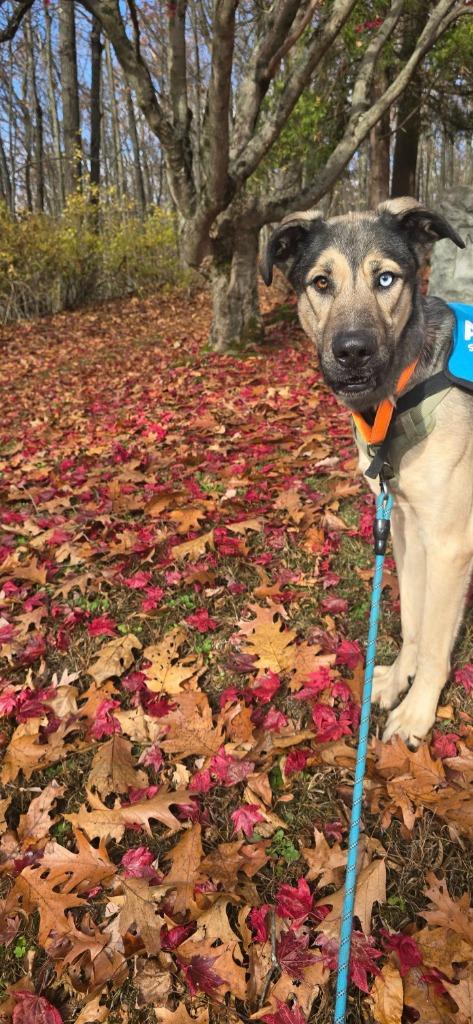 Enlarge Delta, a Adoptable mixed breed in Waverly, NY image 5/6