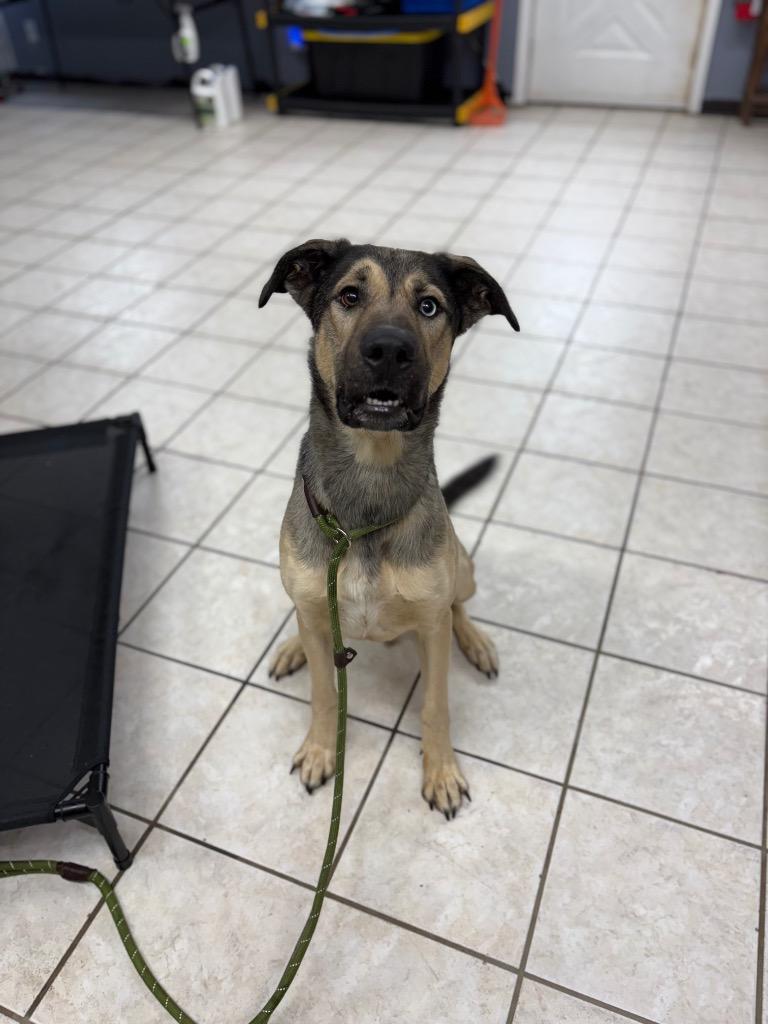 Delta, a Adoptable mixed breed in Waverly, NY image 3/6