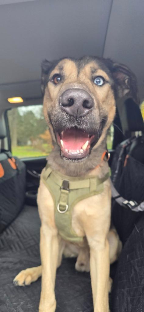 Delta, a Adoptable mixed breed in Waverly, NY image 4/6