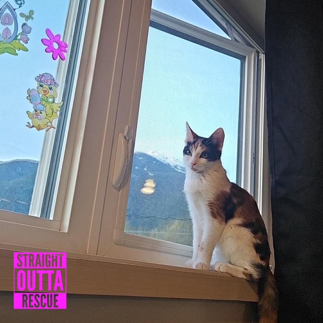 Rocket, a ADOPTABLE Domestic Short Hair in Vancouver, BC image 4/6
