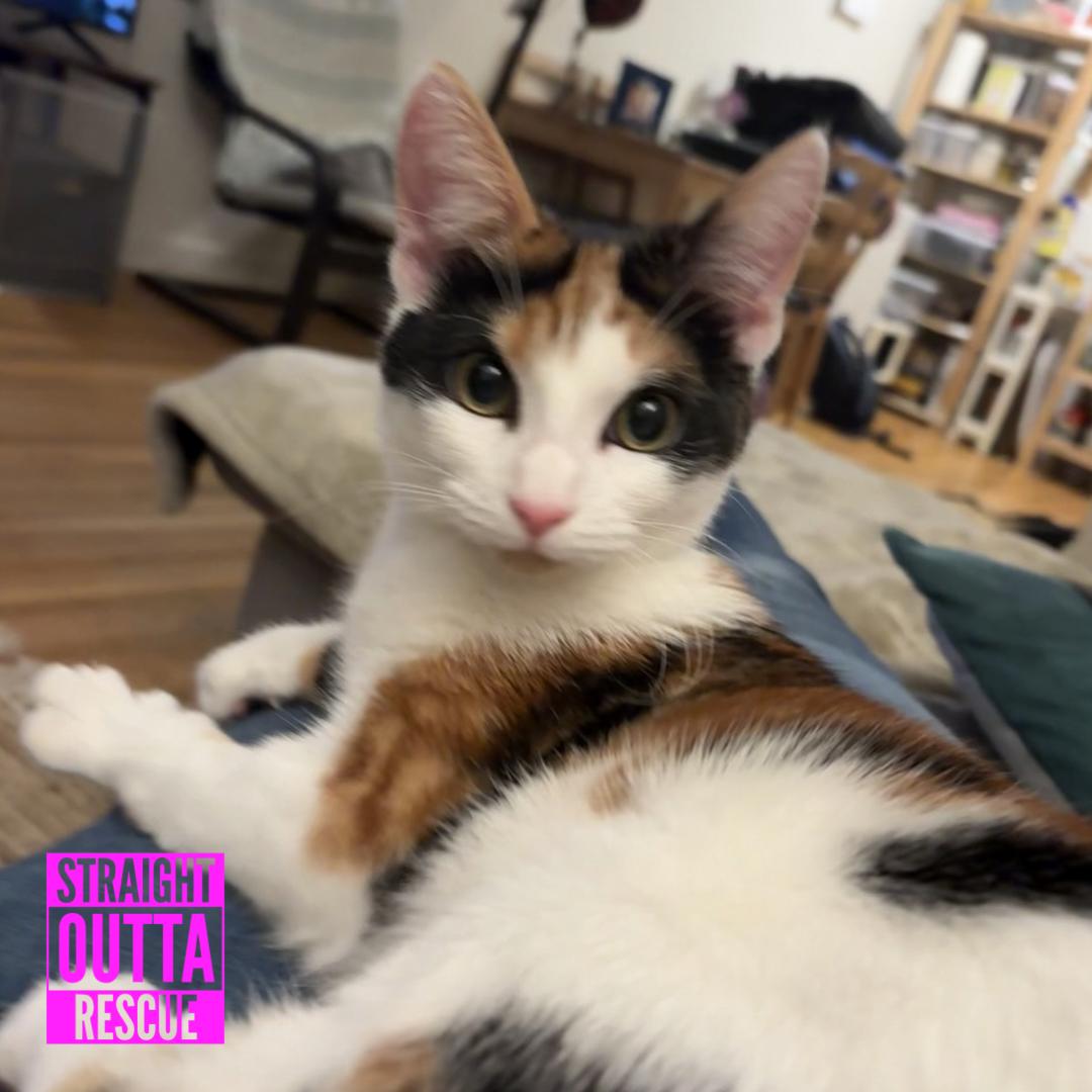 Rocket, ADOPTABLE, Kitten Female Domestic Short Hair.