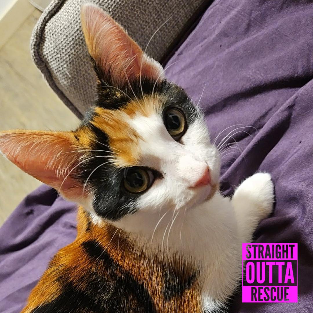 Rocket, a ADOPTABLE Domestic Short Hair in Vancouver, BC image 2/6