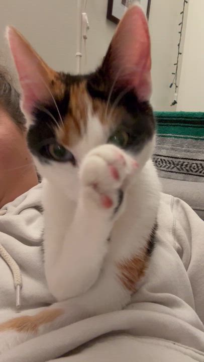 Enlarge Rocket, a ADOPTABLE Domestic Short Hair in Vancouver, BC video 5/6