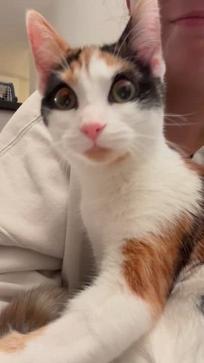 Enlarge Rocket, a ADOPTABLE Domestic Short Hair in Vancouver, BC video 3/6