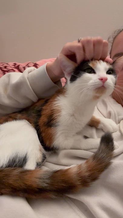 Enlarge Rocket, a ADOPTABLE Domestic Short Hair in Vancouver, BC video 6/6