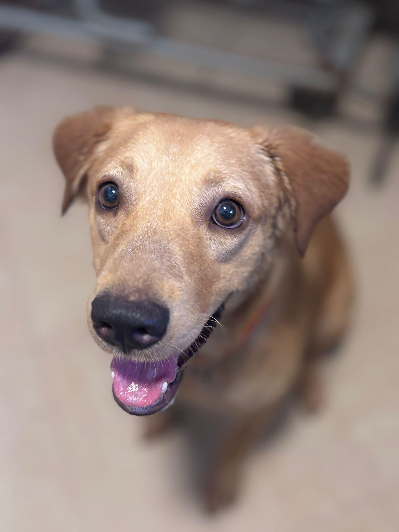 Enlarge Rosalía, a Adoptable mixed breed in Loiza, PR image 1/2