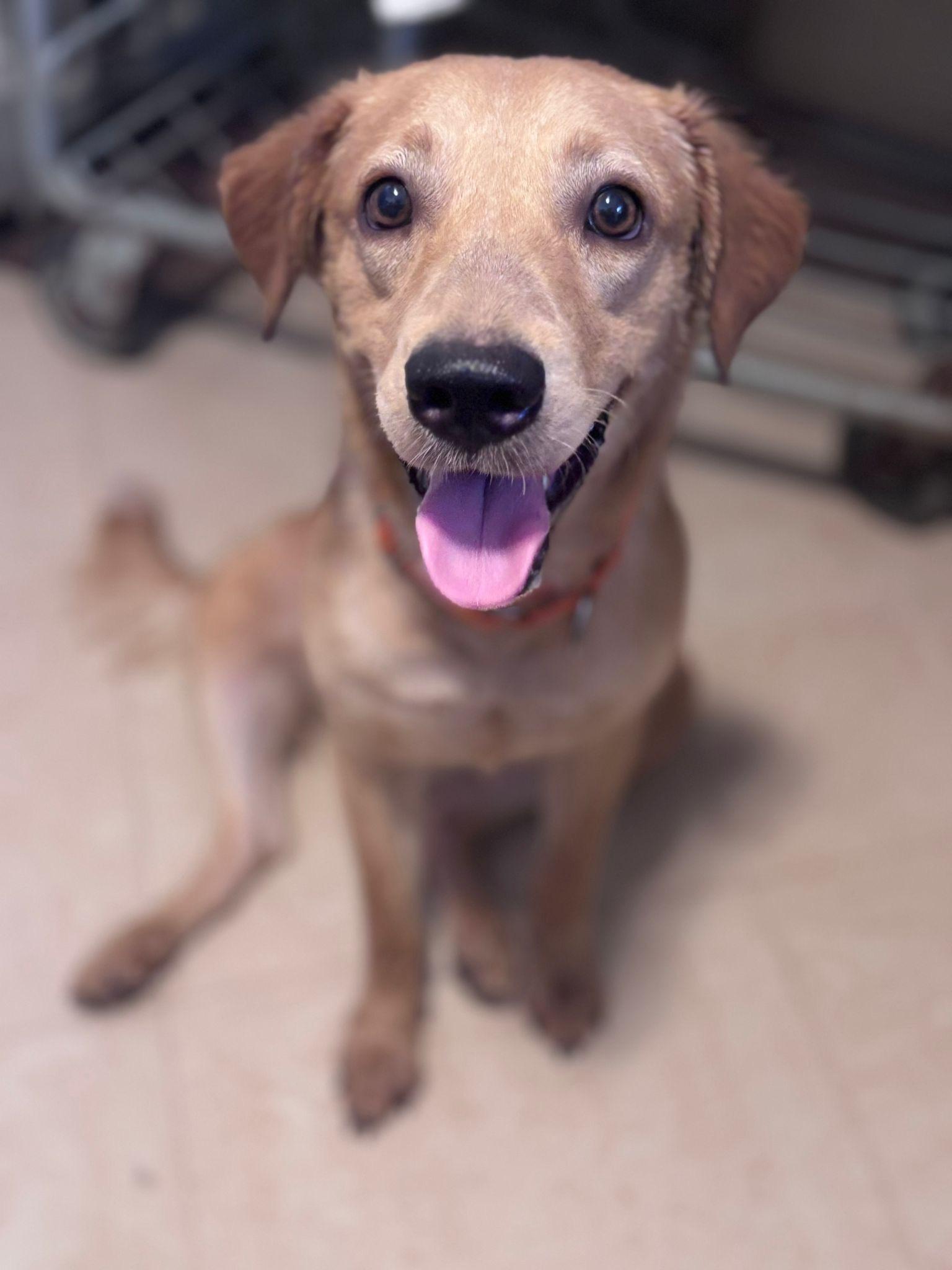 Enlarge Rosalía, a Adoptable mixed breed in Loiza, PR image 2/2