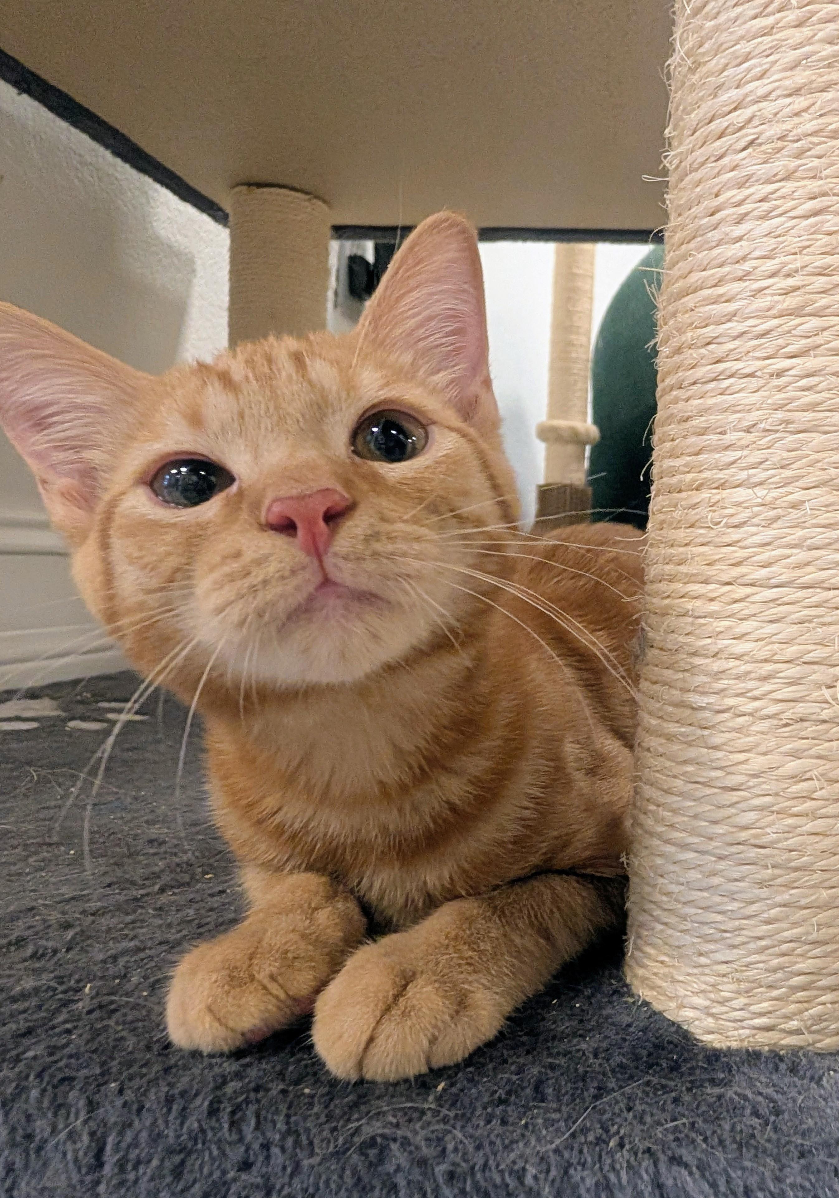 Enlarge August, an adopted Domestic Short Hair in Palm Harbor, FL image 1/2