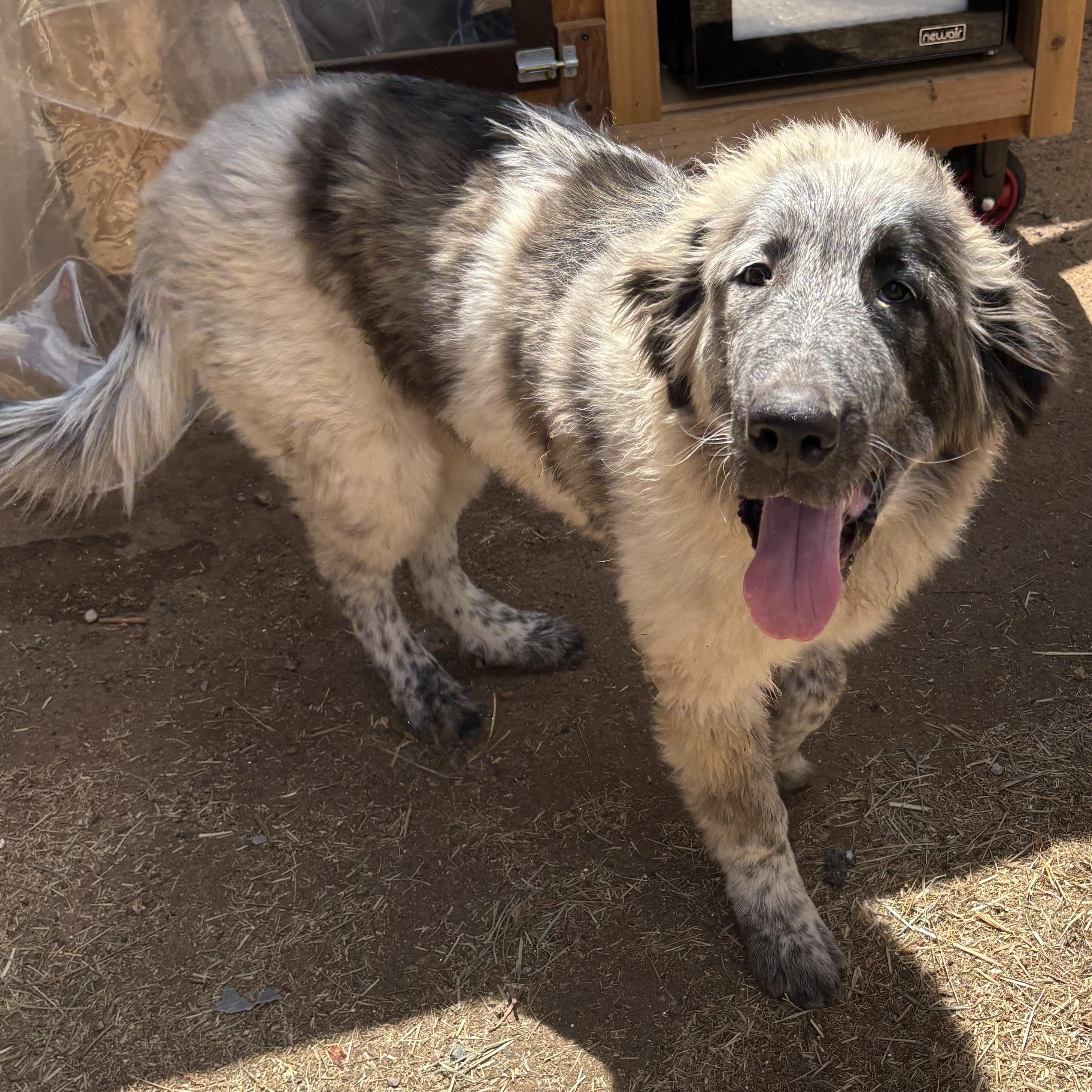 Biggie, an adopted mixed breed in Oakland, CA image 1/6