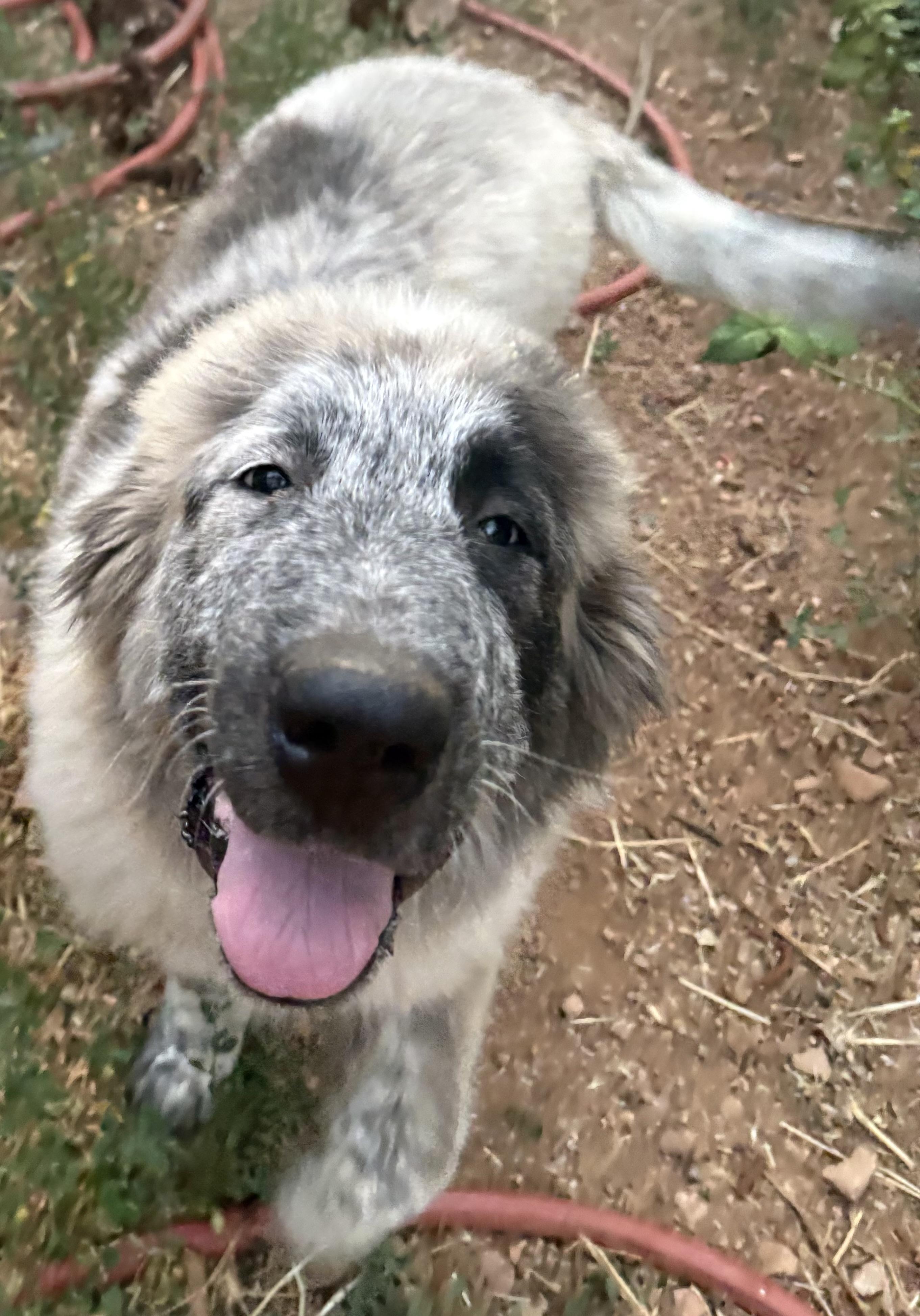 Biggie, an adopted mixed breed in Oakland, CA image 2/6