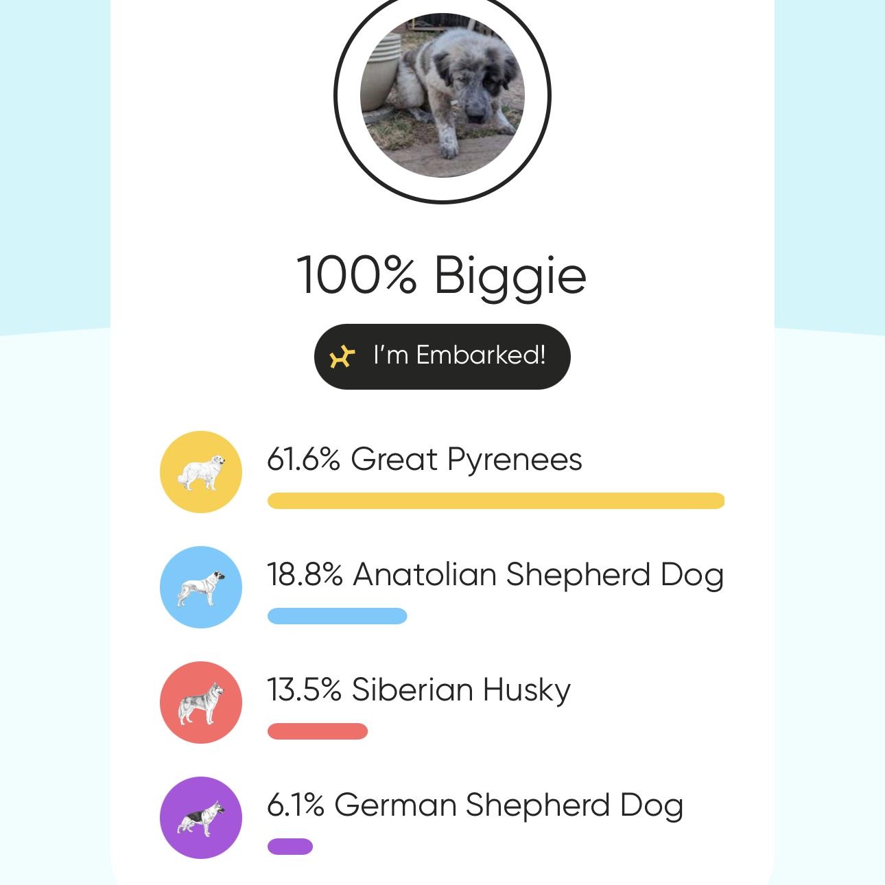 Biggie, an adopted mixed breed in Oakland, CA image 6/6