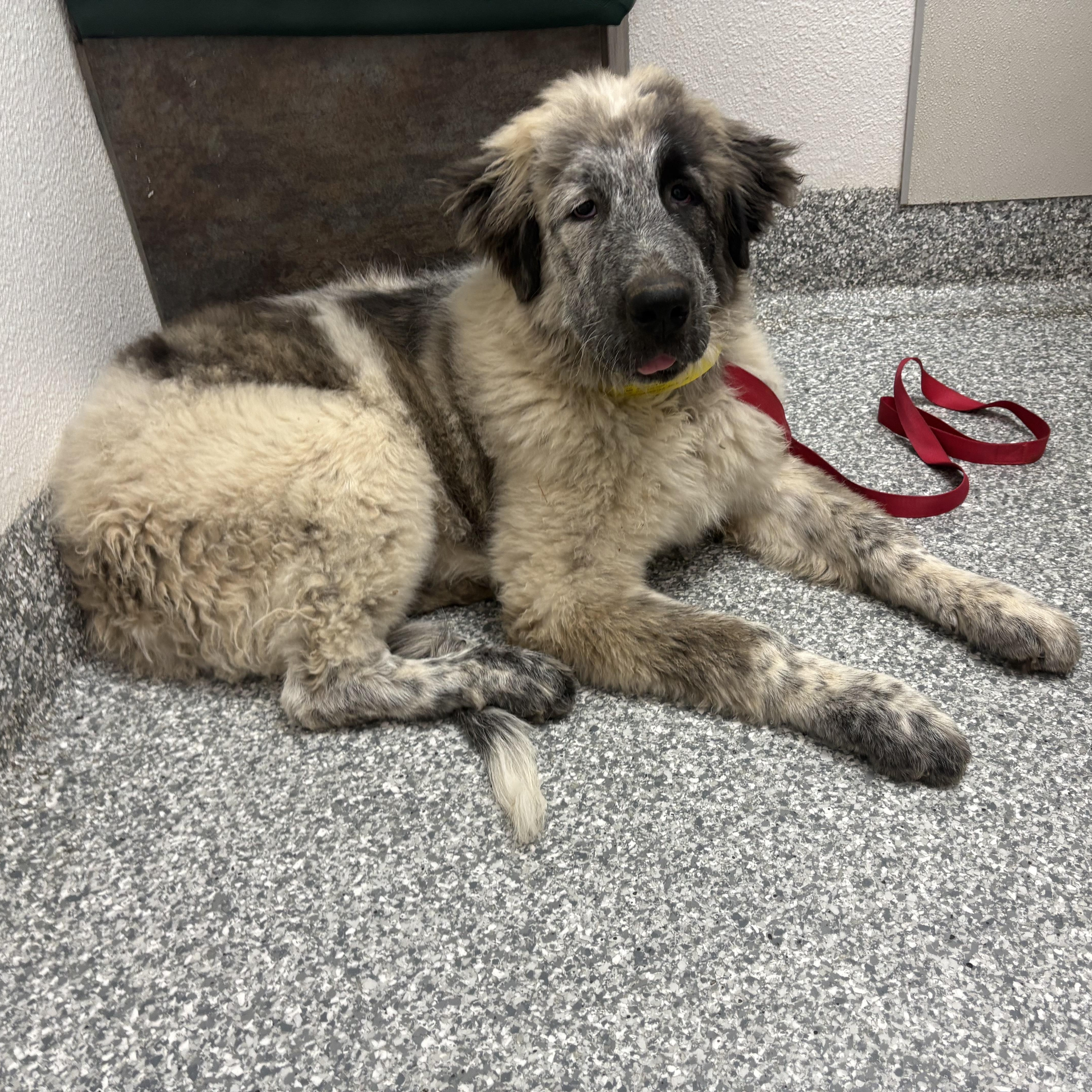 Biggie, an adopted mixed breed in Oakland, CA image 4/6