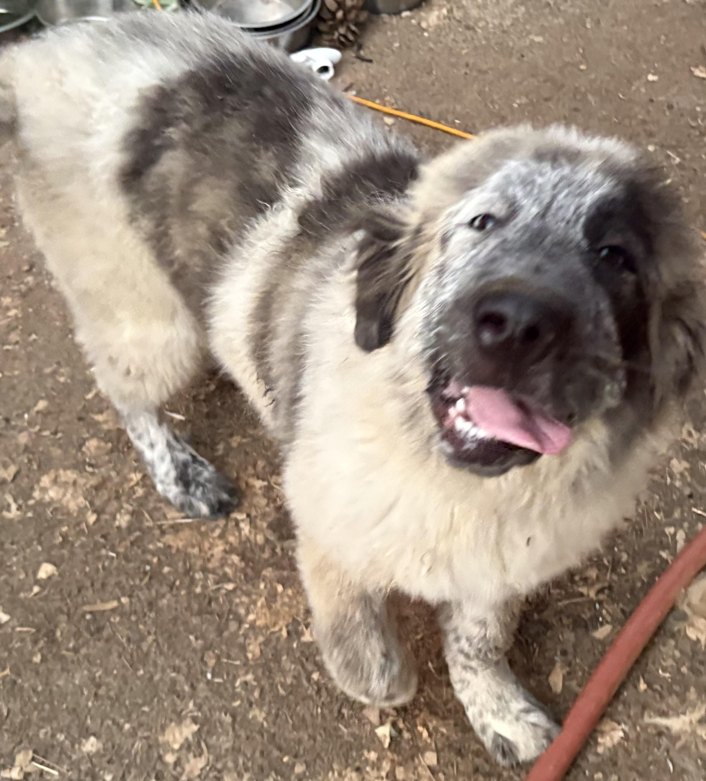 Biggie, an adopted mixed breed in Oakland, CA image 3/6