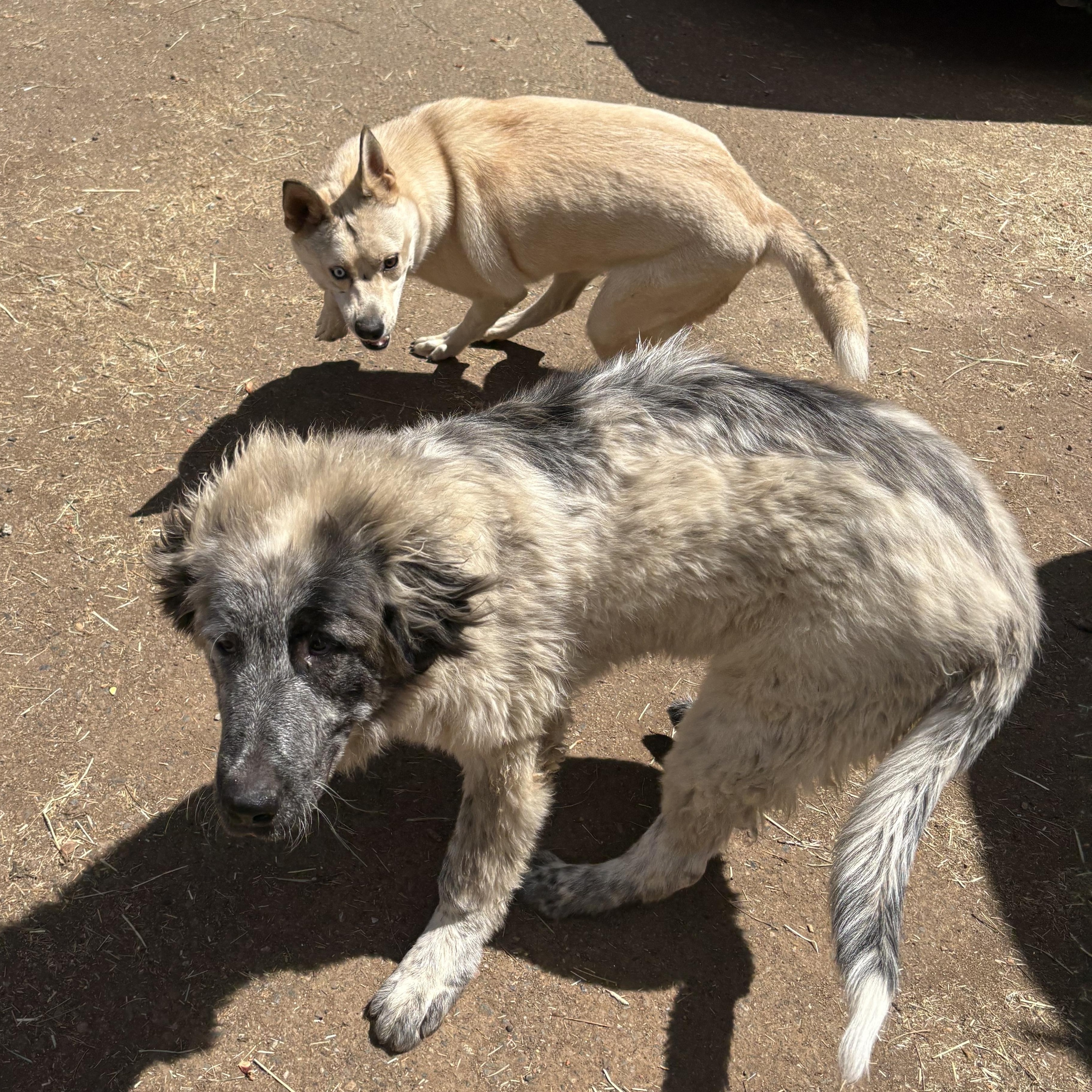 Biggie, an adopted mixed breed in Oakland, CA image 5/6