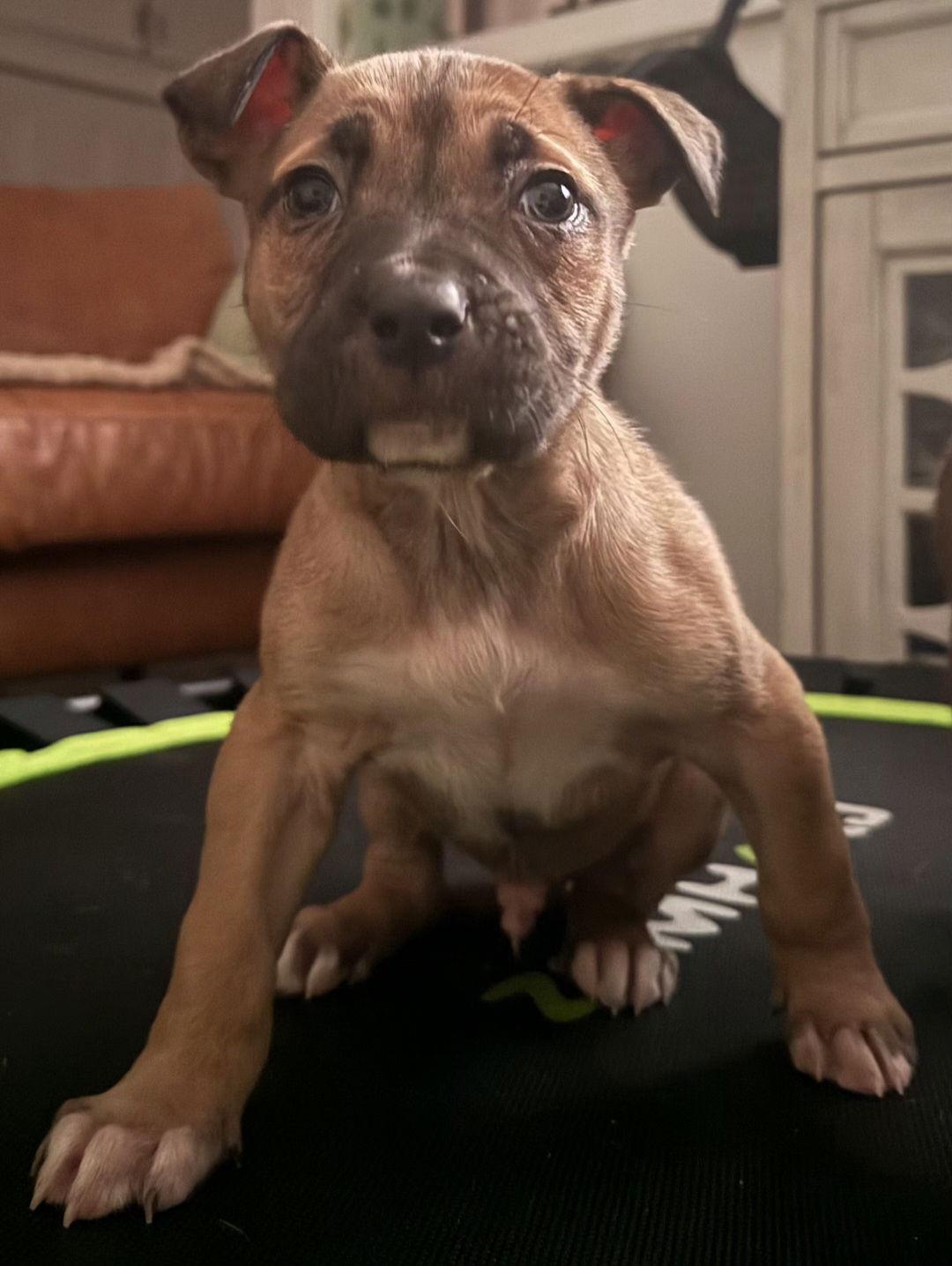 Enlarge Magnum, a Adoptable mixed breed in Oxford, MI image 3/3