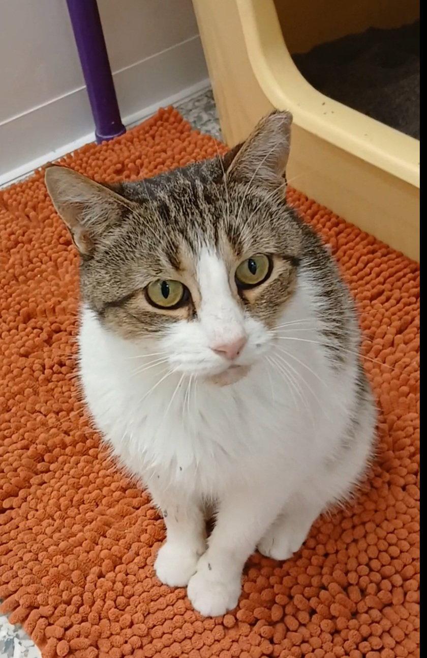 Ninja, Adoptable, Adult Male Tabby & Domestic Short Hair.