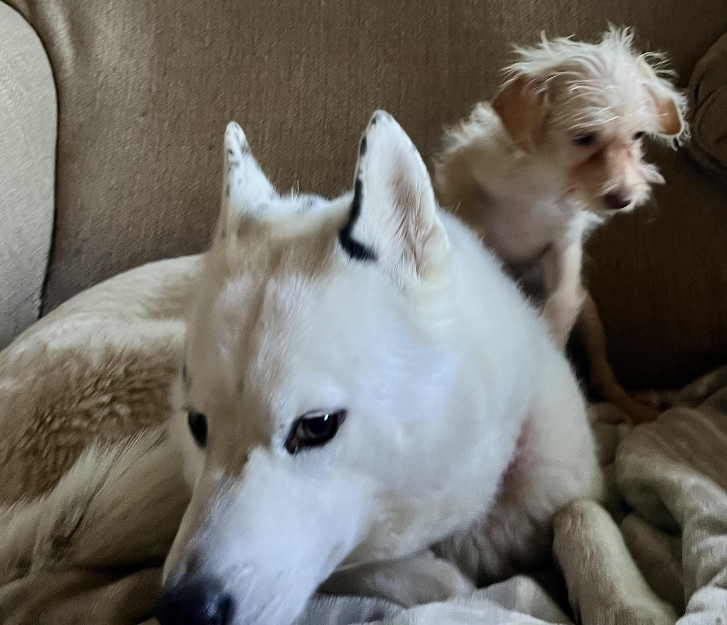 Spuds The Super Puppy! thumbnail 4