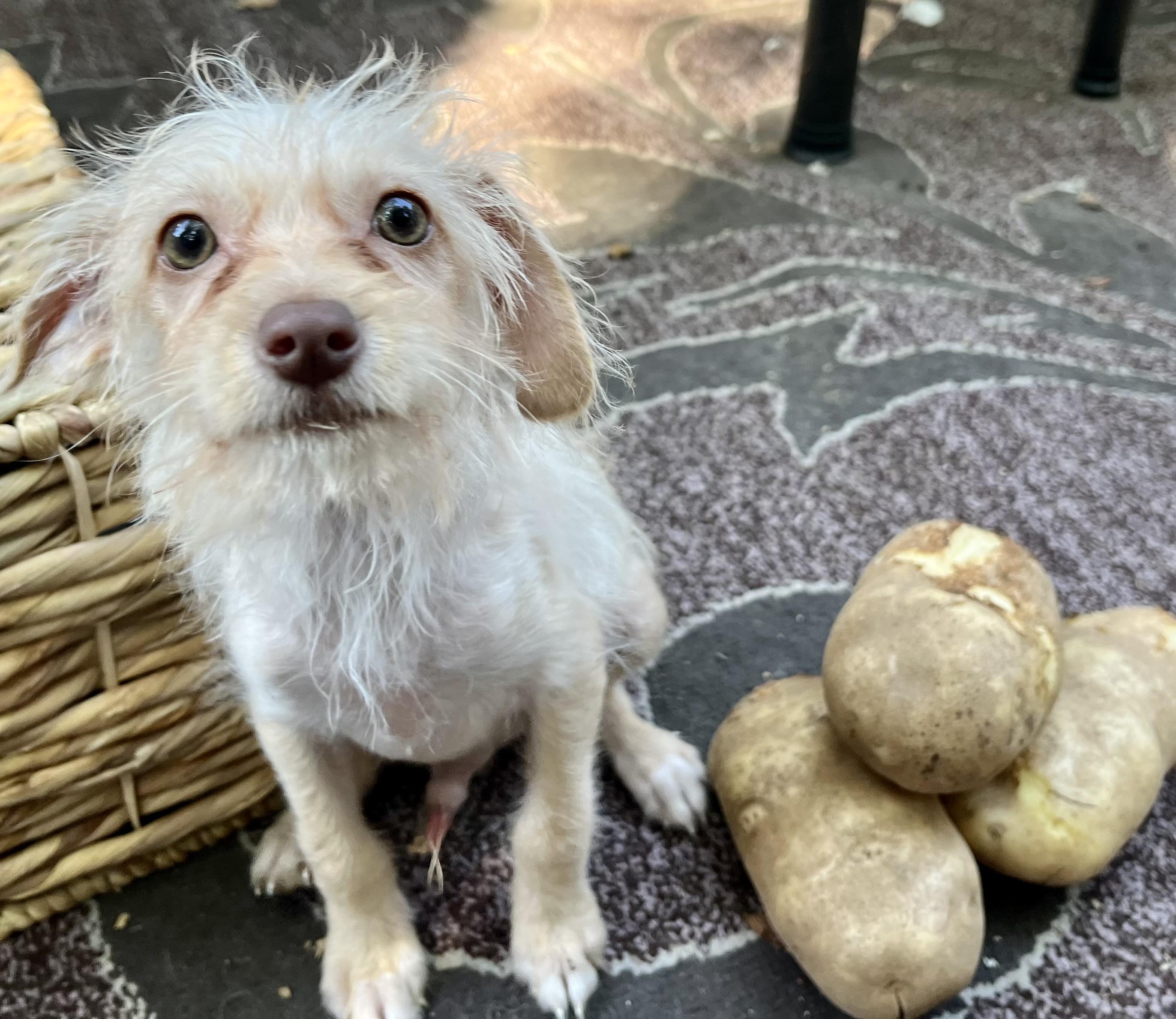 Spuds The Super Puppy! thumbnail 5