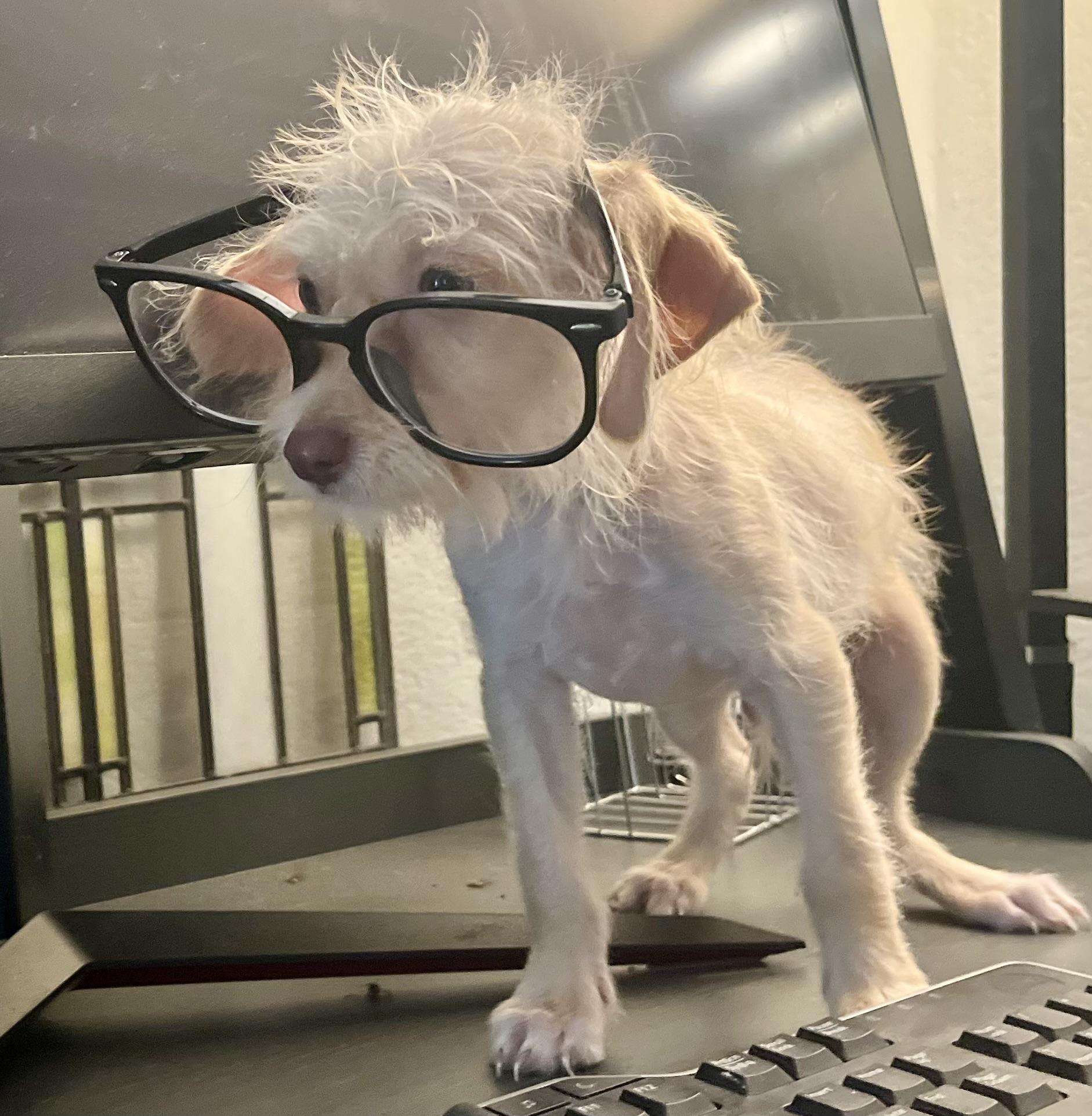 Spuds The Super Puppy! thumbnail 6