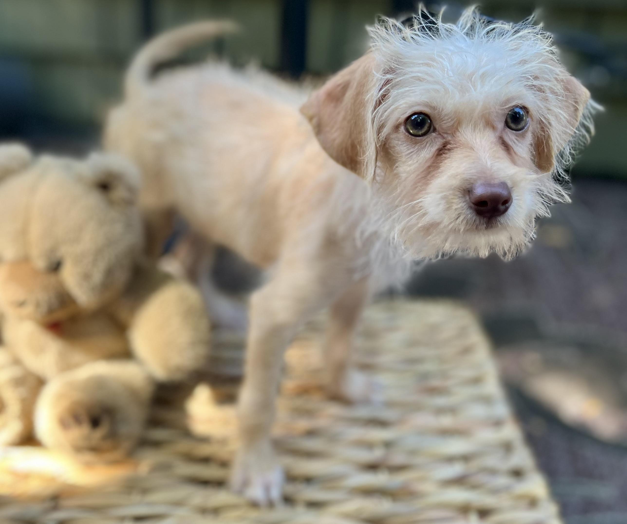 Spuds The Super Puppy! thumbnail 2