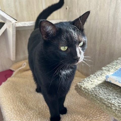 Enlarge Shelby, a Adoptable Domestic Short Hair in Berkeley Springs, WV image 1/1