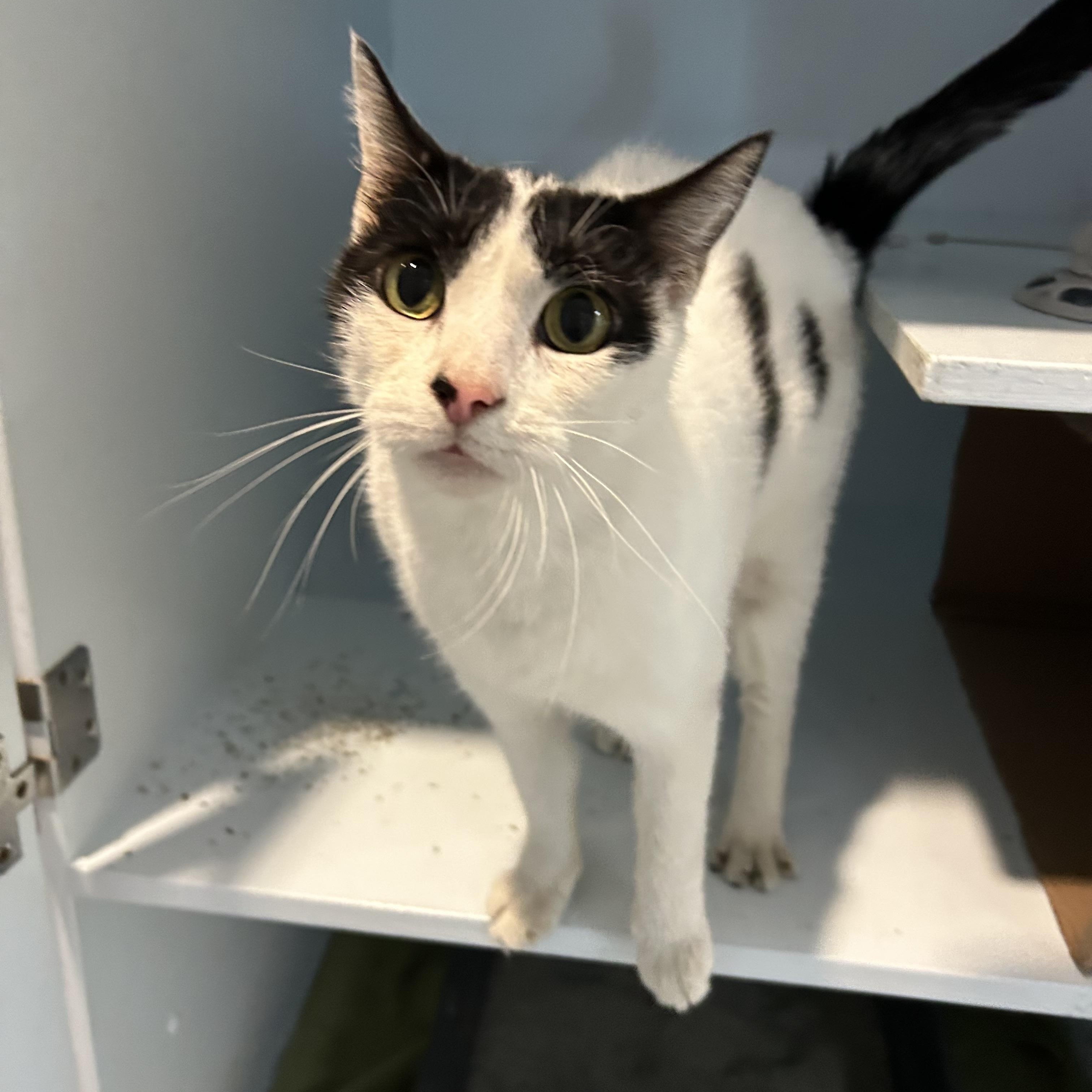 Diesel (Bonded with Turbo), Adoptable, Senior Male Domestic Short Hair.