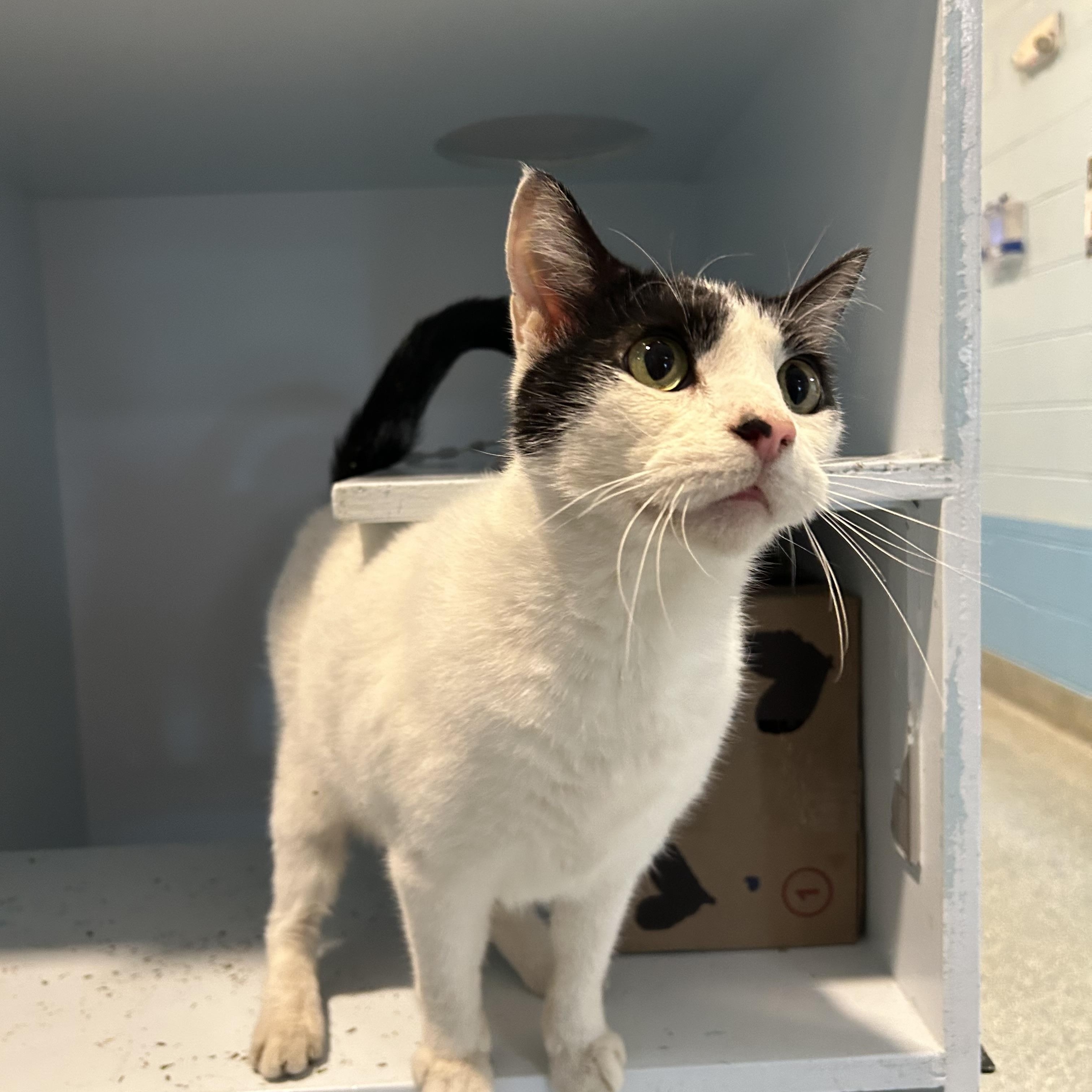 Diesel (Bonded with Turbo), a Adoptable Domestic Short Hair in Charleston, SC image 2/2